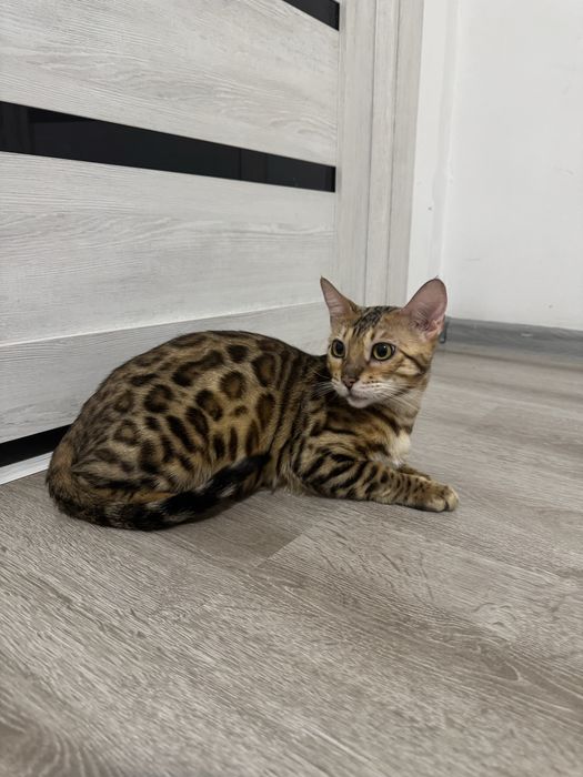 Bengal продается девочка