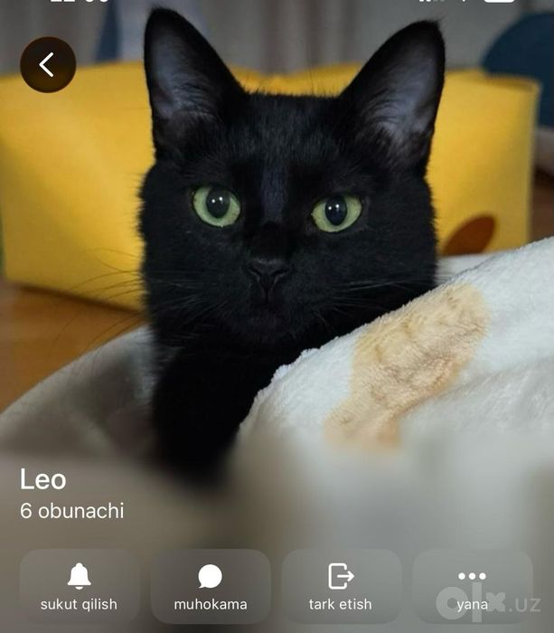 Отдаю кошку бесплатно