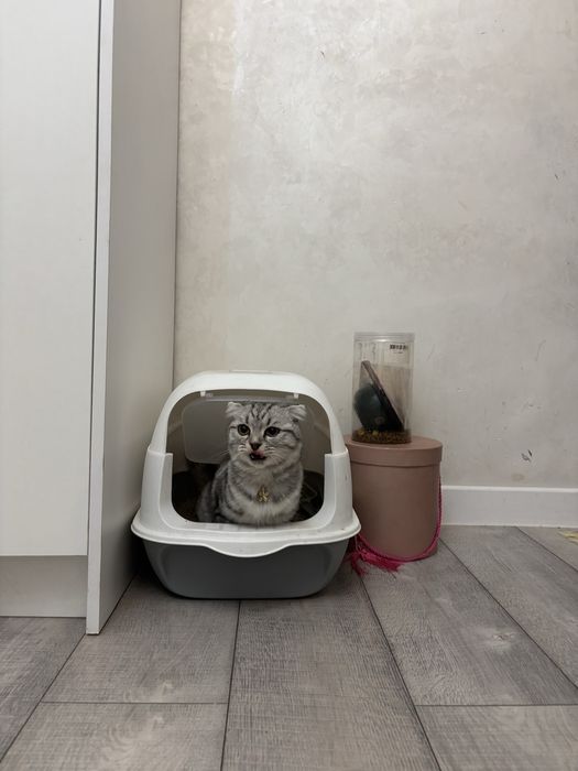 Шотландская вислоухая кошка