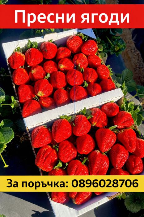 Продавам расад ягоди и малини качествен расад