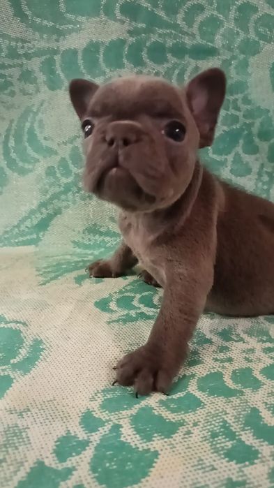 Французский бульдог голубого окраса