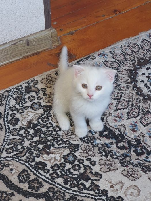 Scottishfold мушук