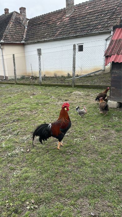 Vand oua de incubat din gaini rasa italian potarnichiu