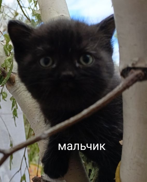 Отдам в добрые руки котят, 2 месяца