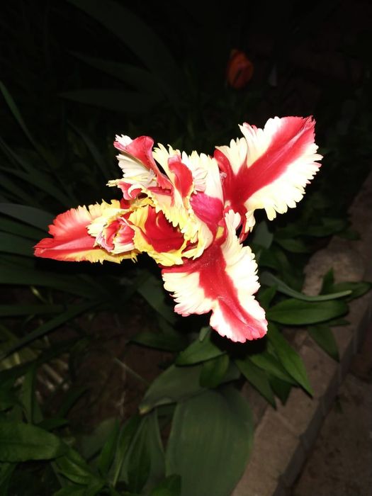 Тюльпаны - луковицы