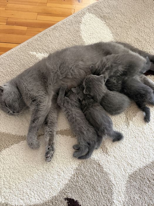 Котята пордистые скотиш фолд