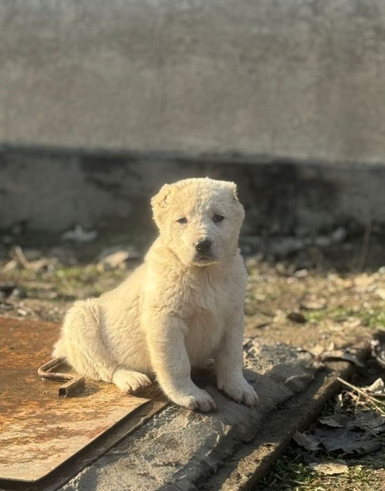 Тобет САО шенки продается