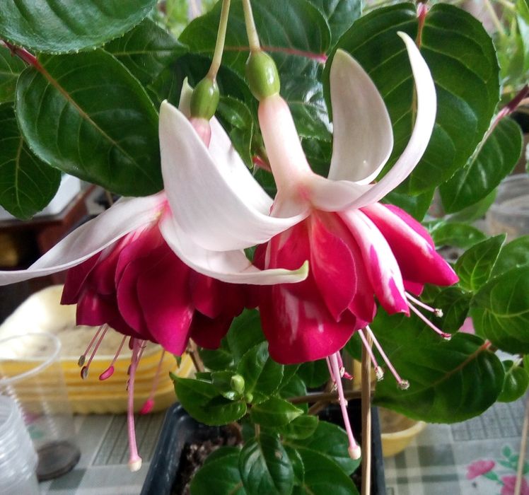 Фуксии сортовые махровые