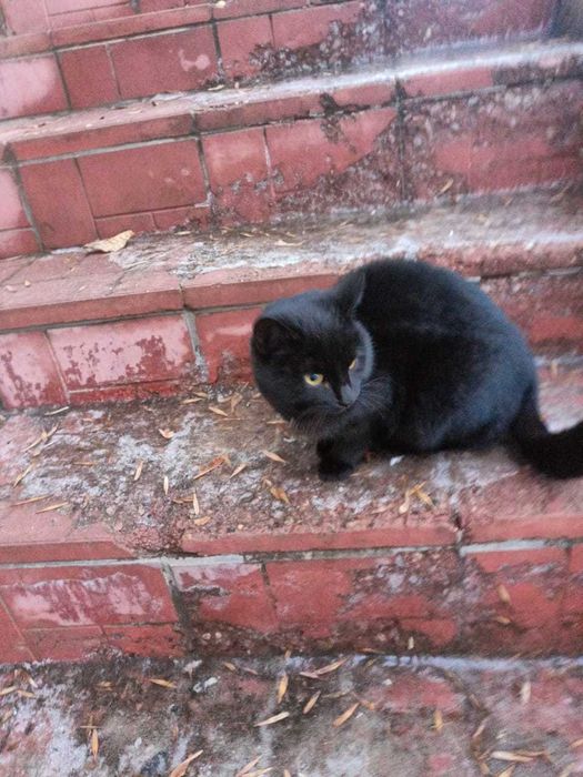 Кошечки в добрые руки