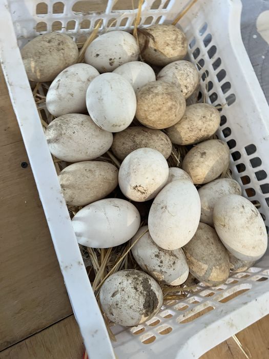 Продам инкубационные яица гусиные