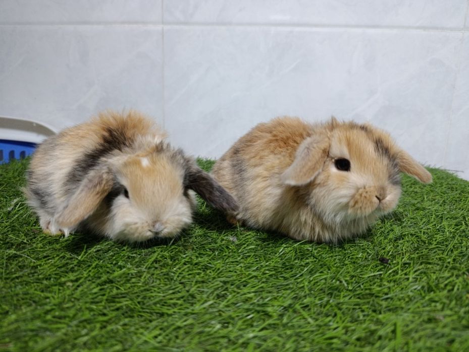 Продается карликовый баран кролики