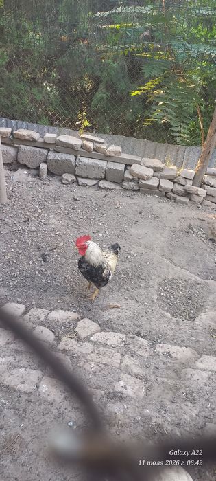 Хонаки хуроз сотилади.