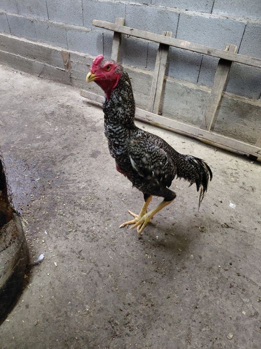 Дакан продам продам