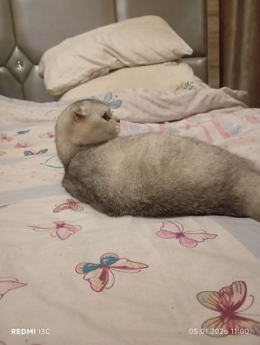 Зотли мушук. Породистая кошка