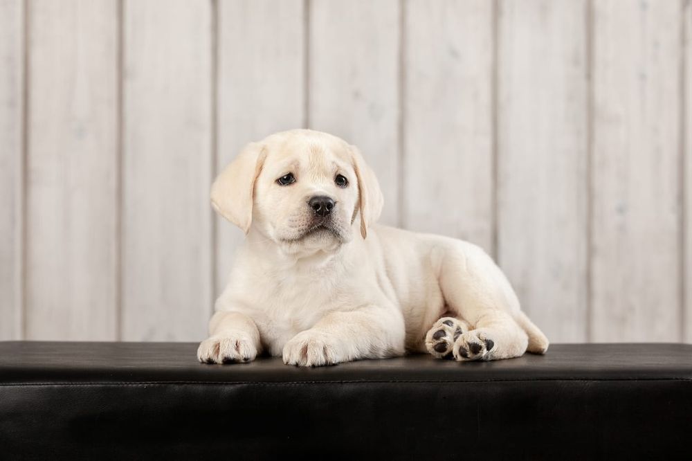 Продам щенков Лабрадора