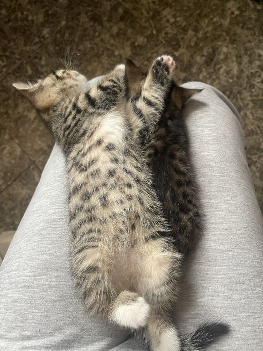 Отдам котёнка мальчик