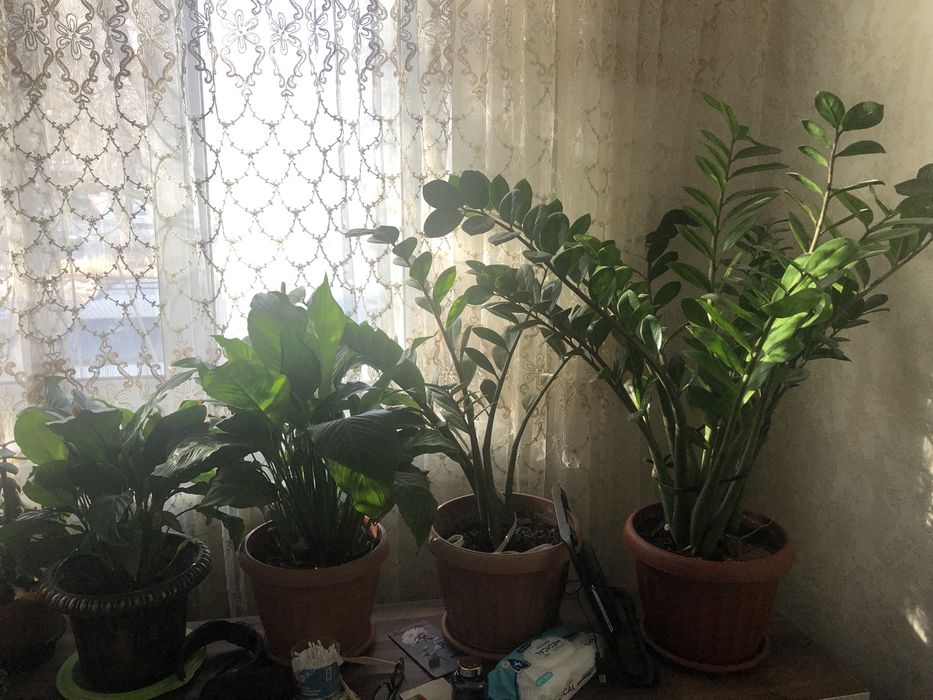 Продам цветы Доллар