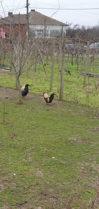 Декоративни петлета