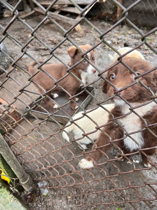 Подарявам кученца