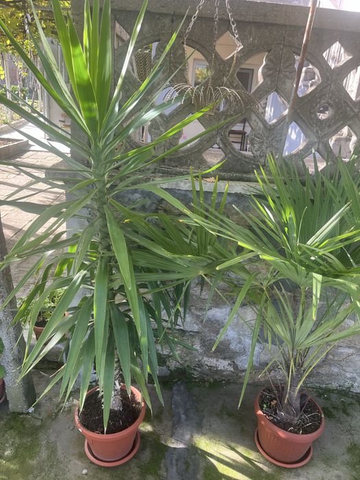 Палма цвете в саксия