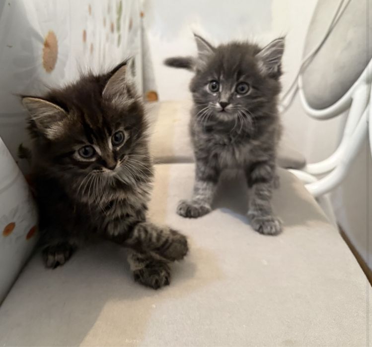 Мейн Куны котёнок