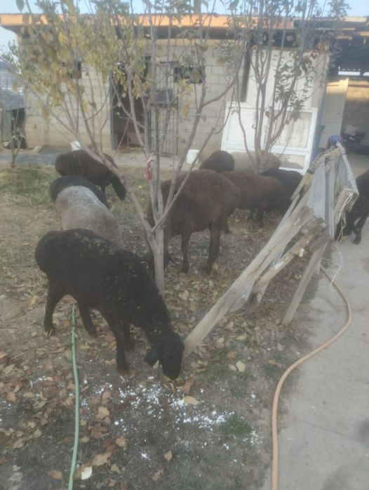 Буаз қойлар сатылады