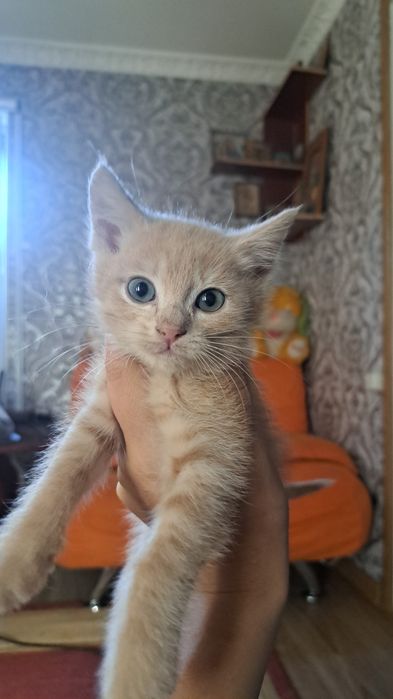 Котята бесплатно срочно!!!