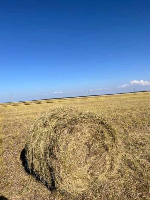 Продам сено в тюках и рулонах