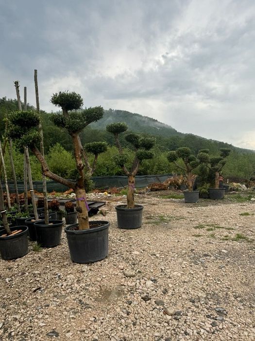 Măslini bonsai ,seculari