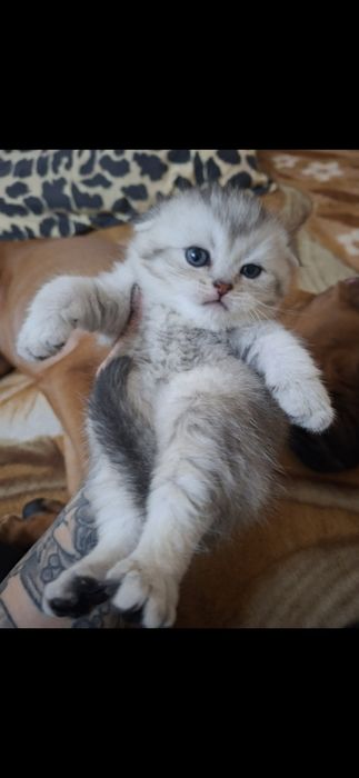 Котята шишила продажа