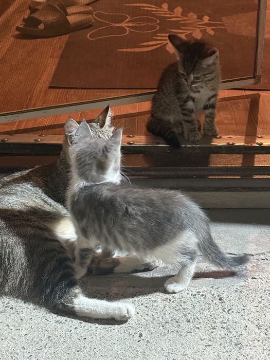 Отдам котят в добрые руки