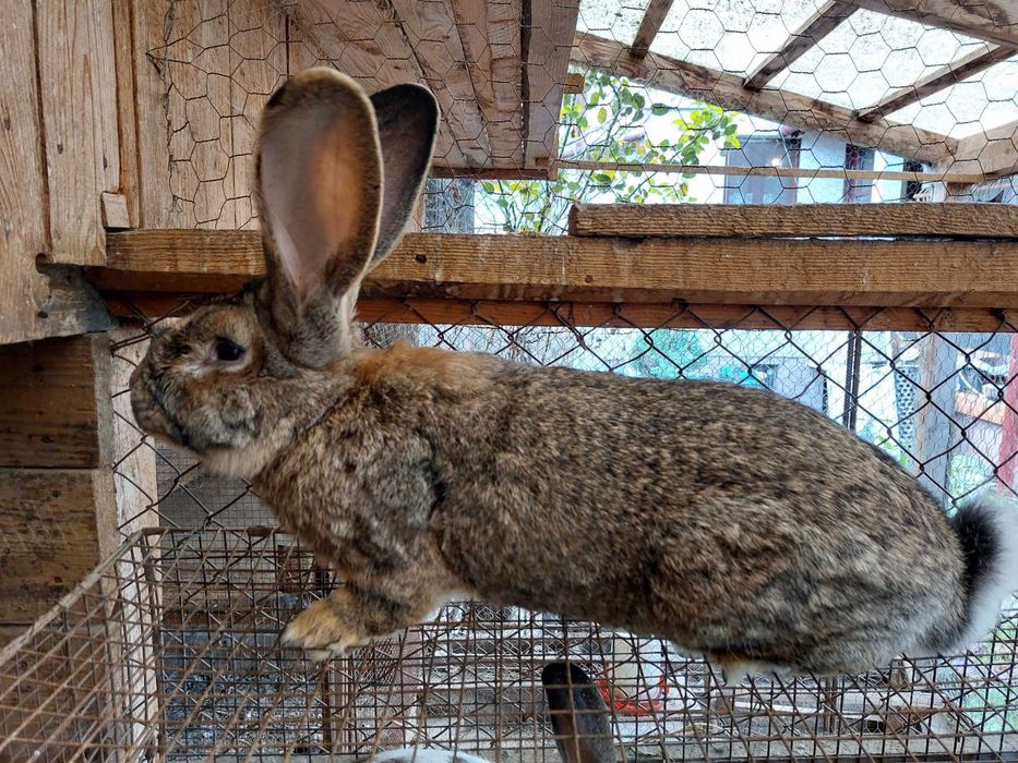 Iepuri urias gri german