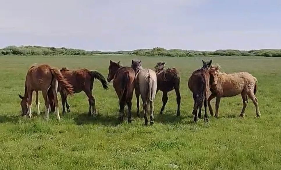 Продам оптом тай. Тайлар сатамын. 1 жасар