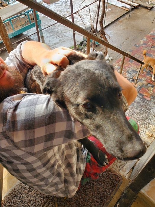 Бесплатно собаки.