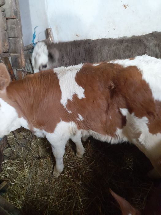 Taurasi și vitele baltati