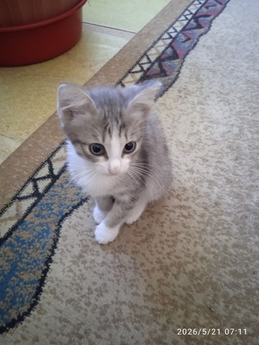 Красивые милые котята в добрые руки