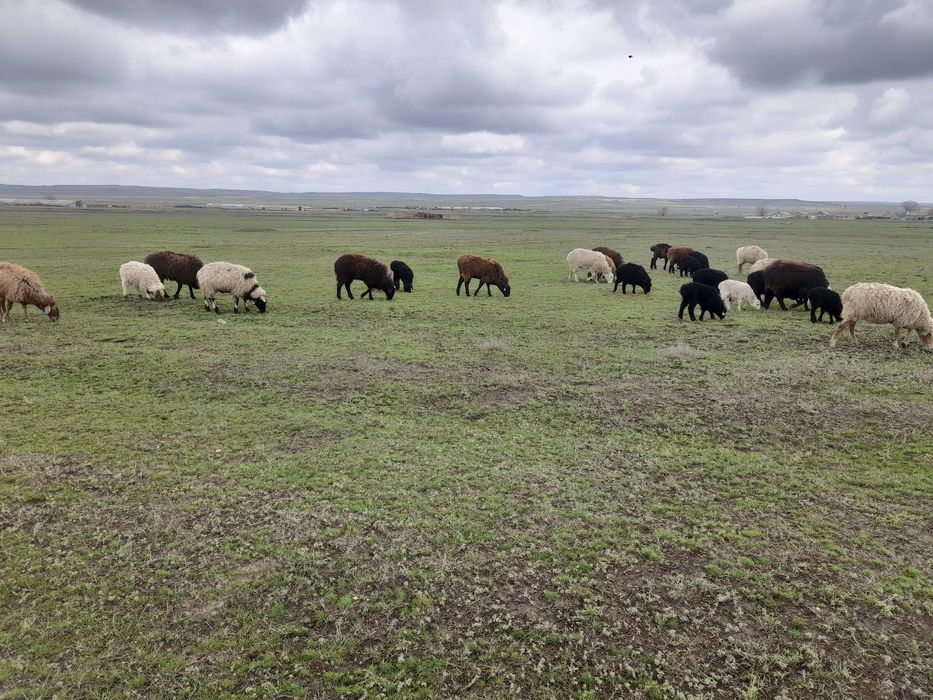 Продам овец с ягнятами