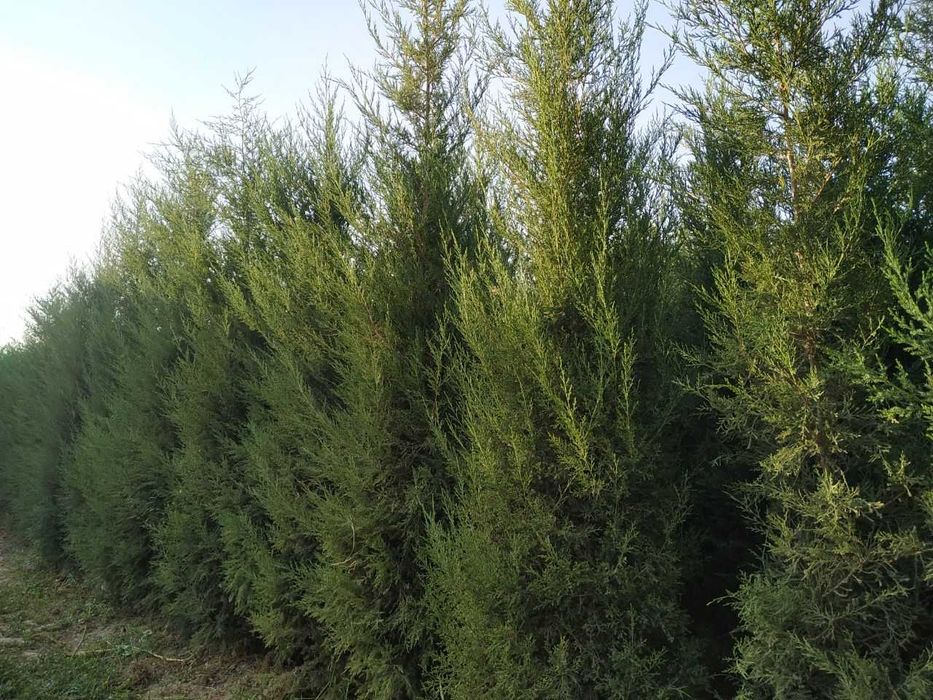 Archa ko'chatlari sotiladi