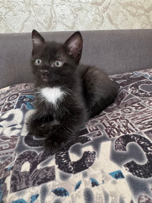 Отдам котенка в добрые руки