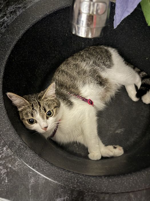 Бесплатно отдадим кошку