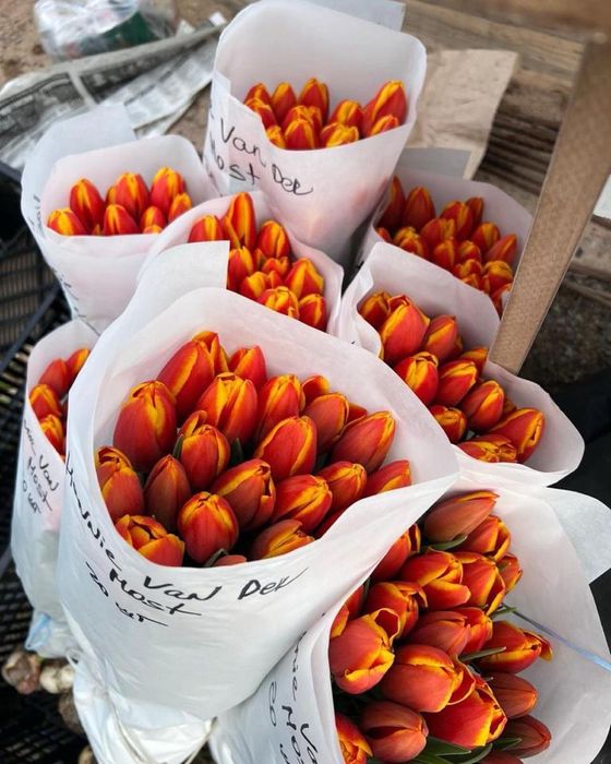 Тюльпаны оптом на 8 марта Алматы