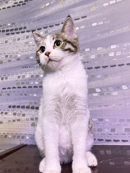 скоттиш страйт 4 месяцев