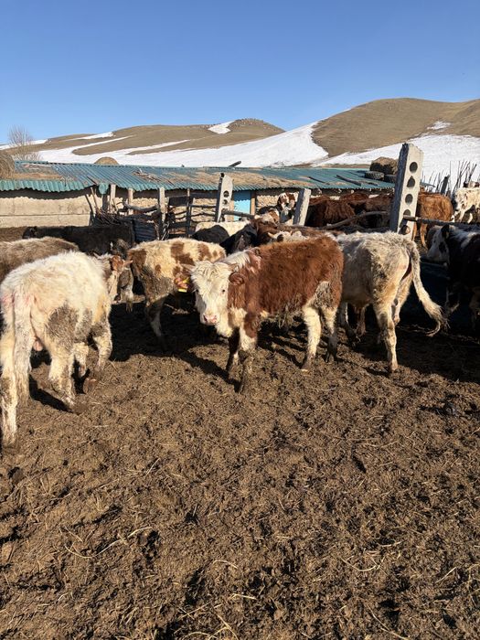 Продам годовалых бычков