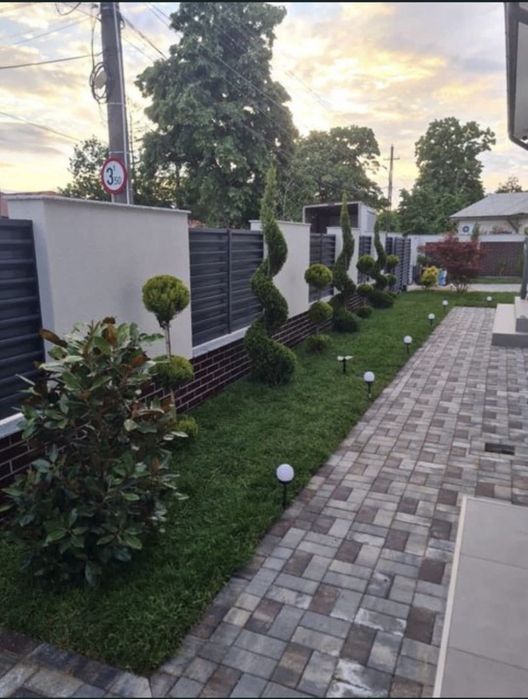 Vand plante ornamentale , maslini maturi de o înalta calitate