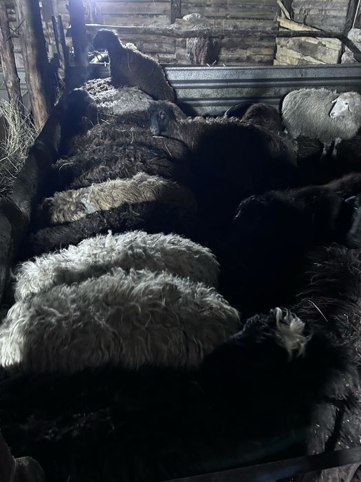 Продам баран на откорме