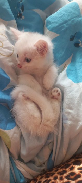 Продам котят     .