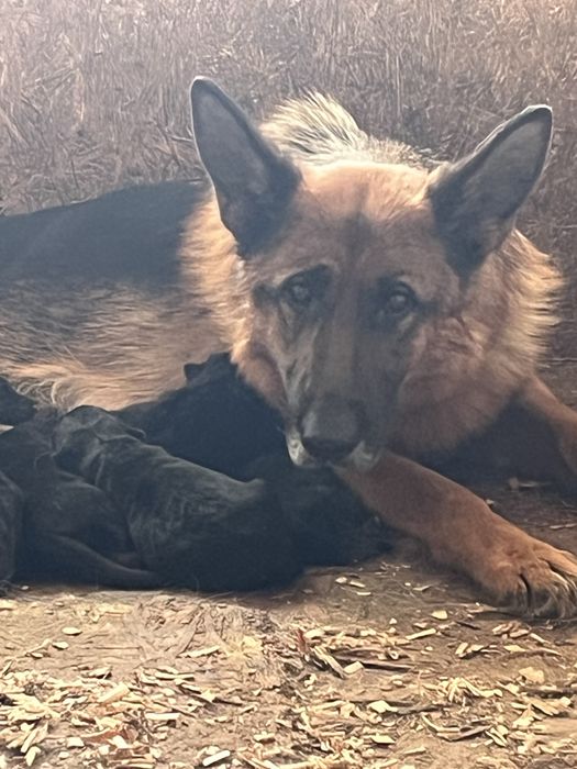 Яркие щенки немецкой овчарки