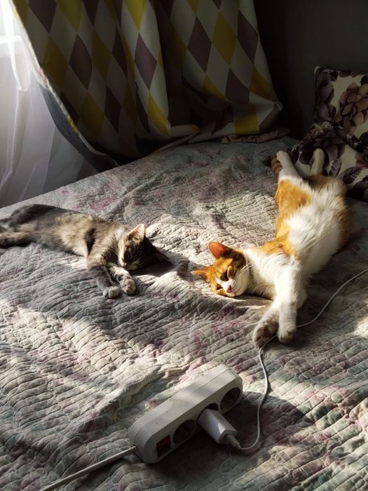 Котенок в поиске семьи
