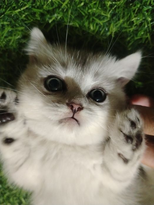 Срочно продам котят