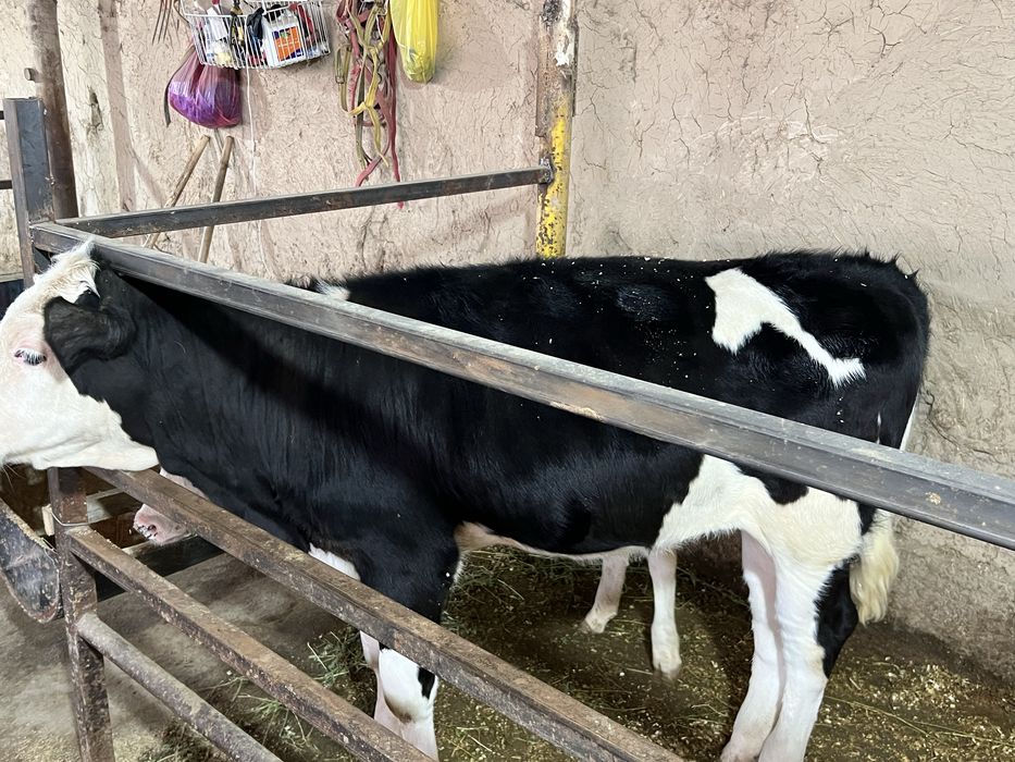 Gibrit gunajin sotiladi